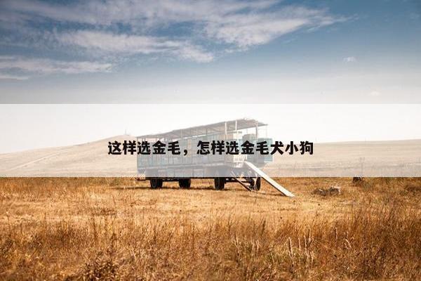 这样选金毛，怎样选金毛犬小狗