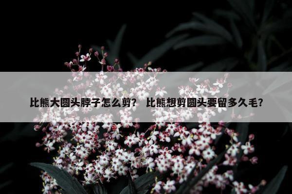 比熊大圆头脖子怎么剪？ 比熊想剪圆头要留多久毛？