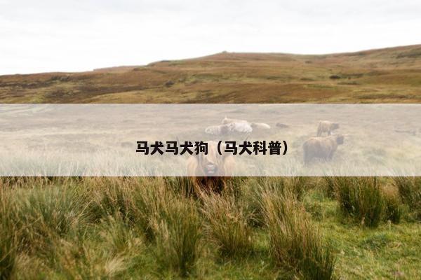 马犬马犬狗（马犬科普）
