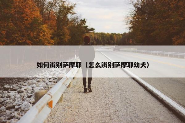 如何辨别萨摩耶（怎么辨别萨摩耶幼犬）