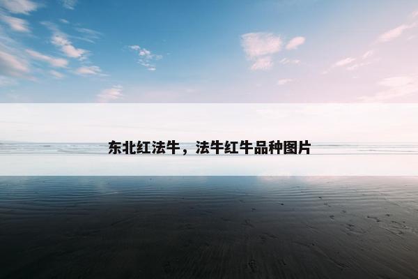 东北红法牛，法牛红牛品种图片