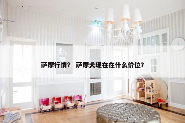 萨摩行情？ 萨摩犬现在在什么价位？