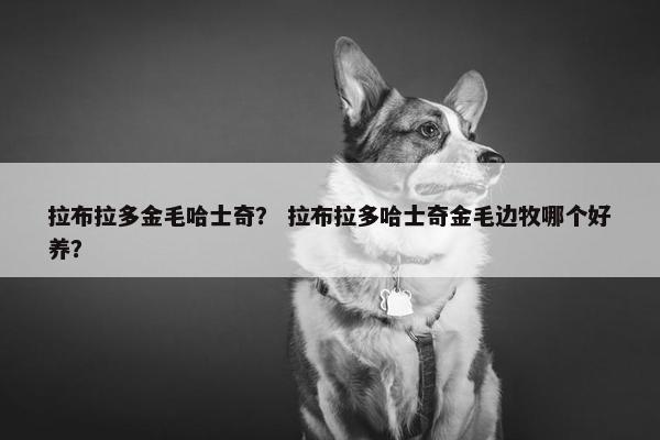 拉布拉多金毛哈士奇？ 拉布拉多哈士奇金毛边牧哪个好养？
