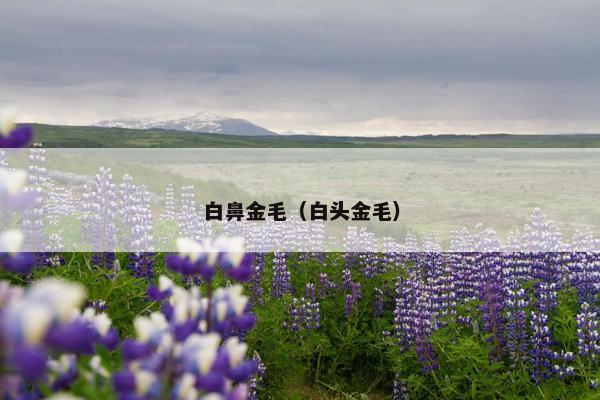 白鼻金毛（白头金毛）