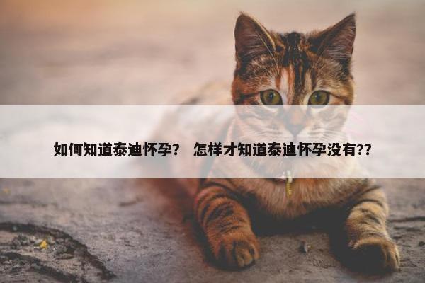 如何知道泰迪怀孕？ 怎样才知道泰迪怀孕没有?？