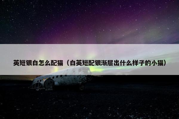 英短银白怎么配猫（白英短配银渐层出什么样子的小猫）