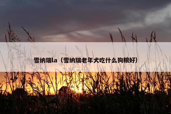 雪纳瑞la（雪纳瑞老年犬吃什么狗粮好）