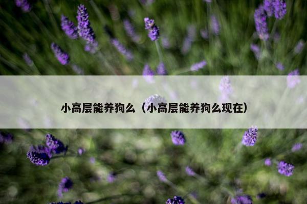 小高层能养狗么（小高层能养狗么现在）
