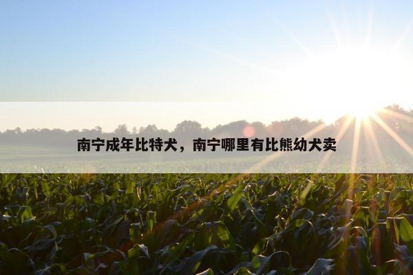 南宁成年比特犬，南宁哪里有比熊幼犬卖