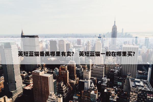 英短蓝猫番禺哪里有卖？ 英短蓝猫一般在哪里买？