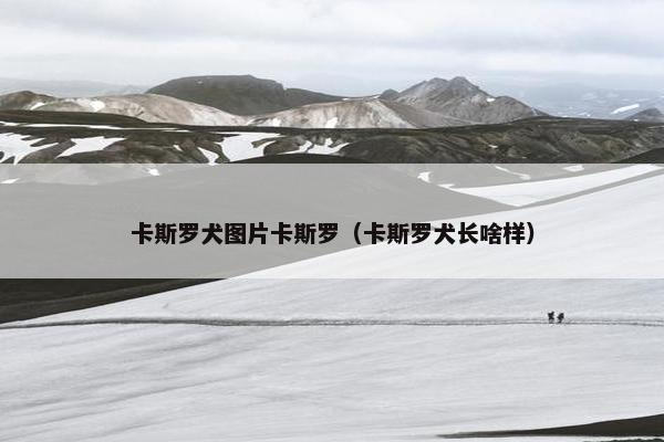 卡斯罗犬图片卡斯罗(卡斯罗犬长啥样) 卡斯罗犬图片卡斯罗(卡斯罗犬长啥样)