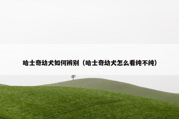 哈士奇幼犬如何辨别（哈士奇幼犬怎么看纯不纯）