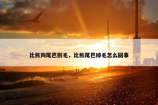 比熊狗尾巴脱毛，比熊尾巴掉毛怎么回事