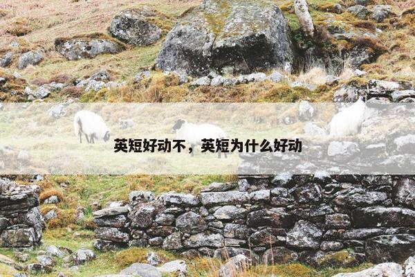 英短好动不，英短为什么好动