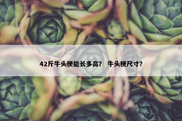 42斤牛头梗能长多高？ 牛头梗尺寸？