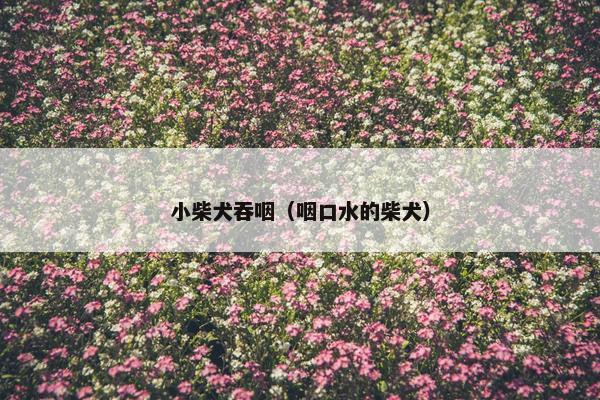 小柴犬吞咽（咽口水的柴犬）