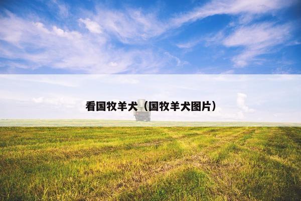 看国牧羊犬（国牧羊犬图片）