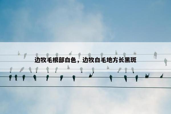 边牧毛根部白色，边牧白毛地方长黑斑