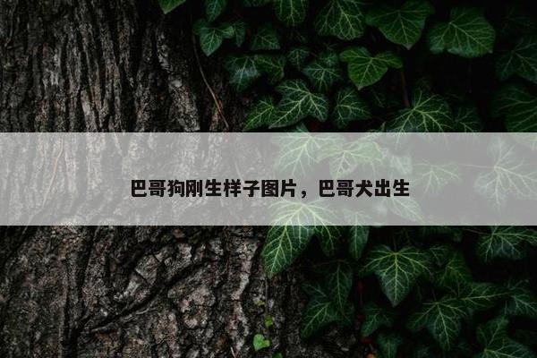 巴哥狗刚生样子图片，巴哥犬出生