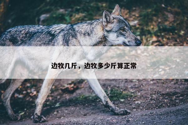 边牧几斤，边牧多少斤算正常