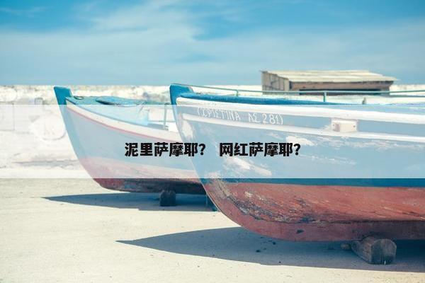 泥里萨摩耶？ 网红萨摩耶？