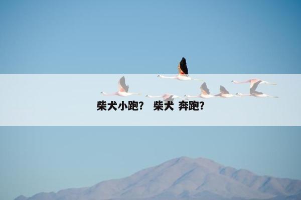 柴犬小跑？ 柴犬 奔跑？