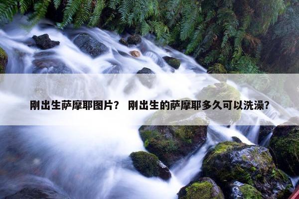 刚出生萨摩耶图片？ 刚出生的萨摩耶多久可以洗澡？
