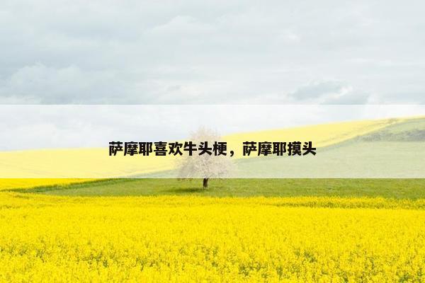 萨摩耶喜欢牛头梗，萨摩耶摸头