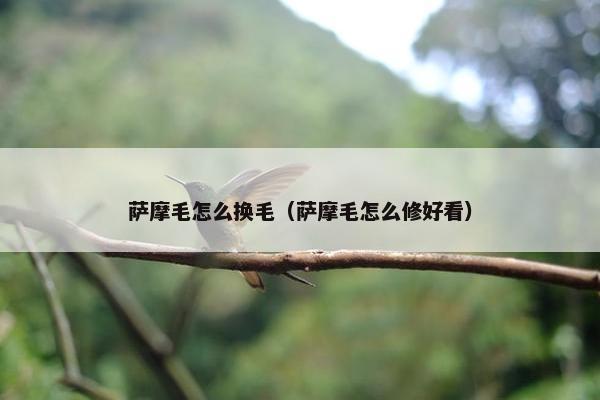 萨摩毛怎么换毛（萨摩毛怎么修好看）