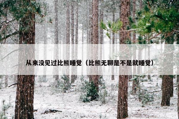 从来没见过比熊睡觉（比熊无聊是不是就睡觉）