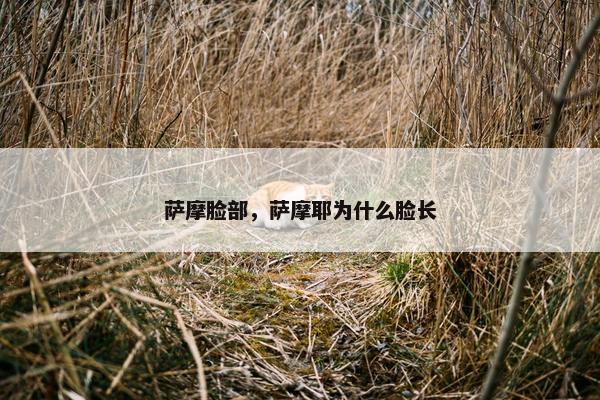 萨摩脸部，萨摩耶为什么脸长