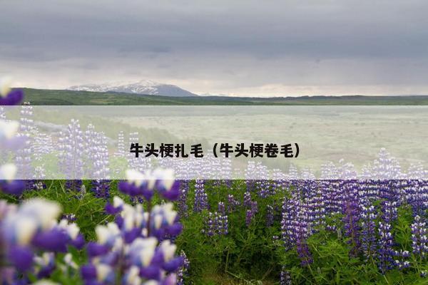 牛头梗扎毛（牛头梗卷毛）