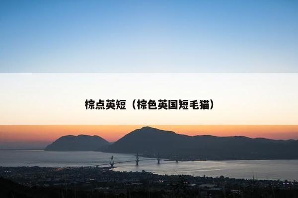 棕点英短（棕色英国短毛猫）