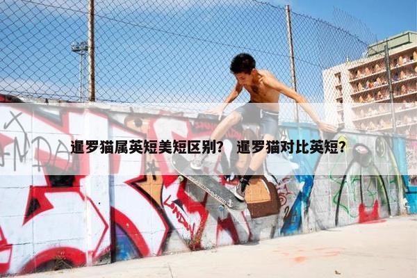 暹罗猫属英短美短区别？ 暹罗猫对比英短？