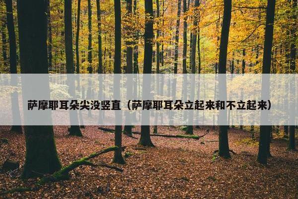 萨摩耶耳朵尖没竖直（萨摩耶耳朵立起来和不立起来）