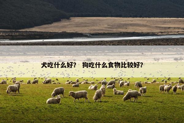 犬吃什么好？ 狗吃什么食物比较好？
