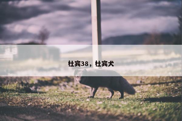 杜宾38，杜宾犬