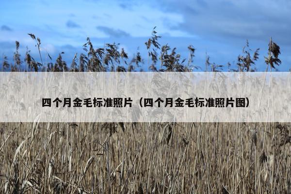 四个月金毛标准照片（四个月金毛标准照片图）