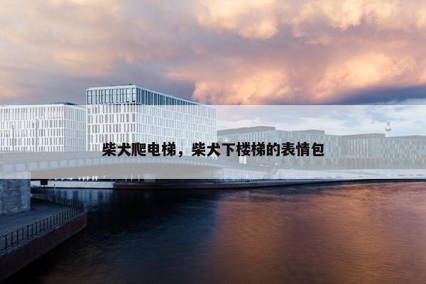 柴犬爬电梯，柴犬下楼梯的表情包