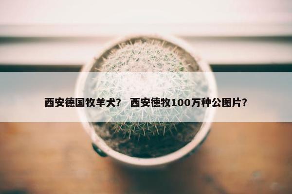 西安德国牧羊犬？ 西安德牧100万种公图片？
