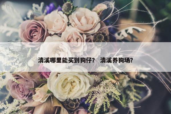 清溪哪里能买到狗仔？ 清溪养狗场？