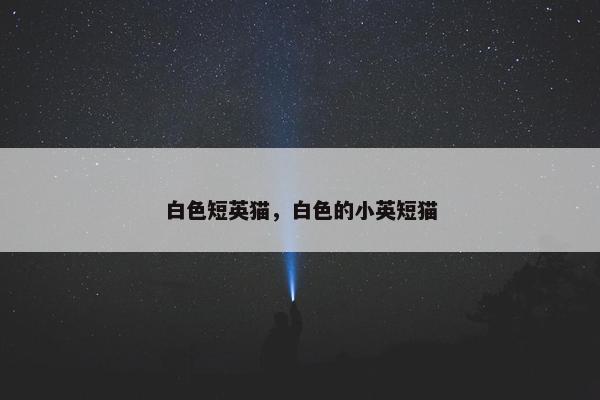 白色短英猫，白色的小英短猫