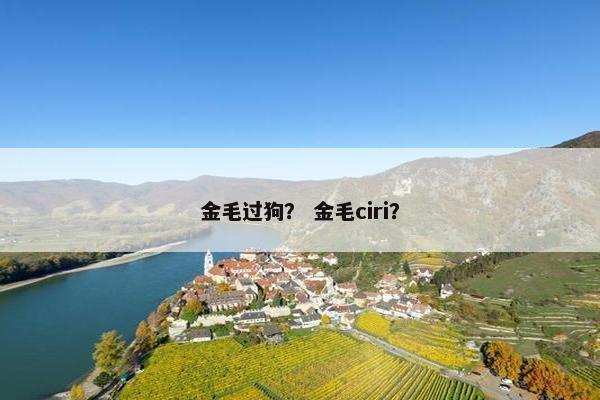 金毛过狗？ 金毛ciri？