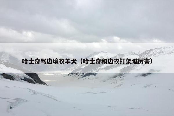 哈士奇骂边境牧羊犬（哈士奇和边牧打架谁厉害）