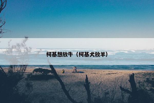 柯基想放牛（柯基犬放羊）