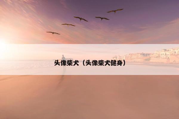 头像柴犬（头像柴犬健身）