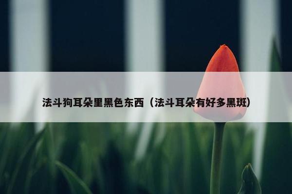 法斗狗耳朵里黑色东西（法斗耳朵有好多黑斑）