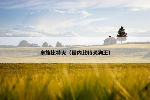 皇族比特犬（国内比特犬狗王）