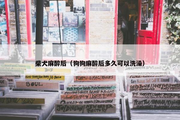 柴犬麻醉后（狗狗麻醉后多久可以洗澡）