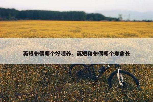 英短布偶哪个好喂养，英短和布偶哪个寿命长